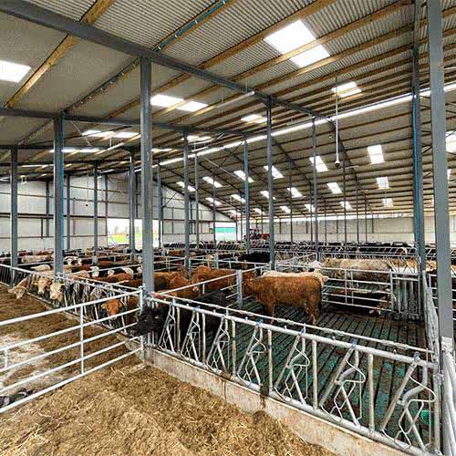 Cattle Barn application showing structural steel use in the relevant project.