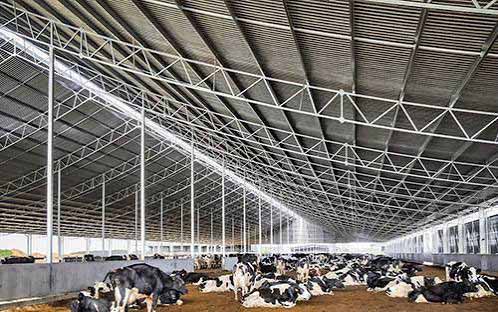Dairy Cow Barn steel structure showing key design and fabrication features.