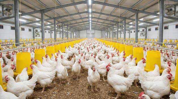 Poultry House main steel components and structural connection details.