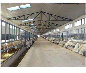 Dairy Cow Barn application showing structural steel use in the relevant project.