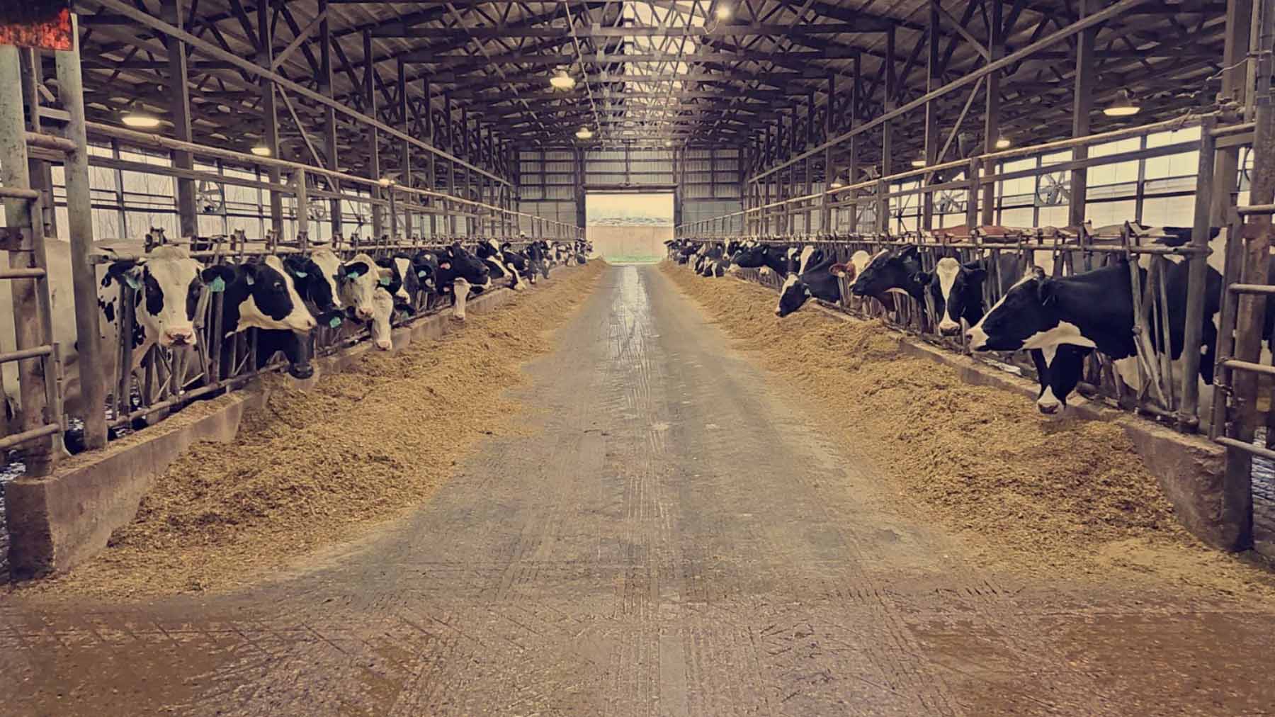 Cattle Barn main steel components and structural connection details.
