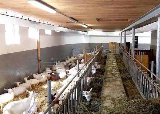 Sheep and Goat Barn steel structure showing the overall building or component configuration.
